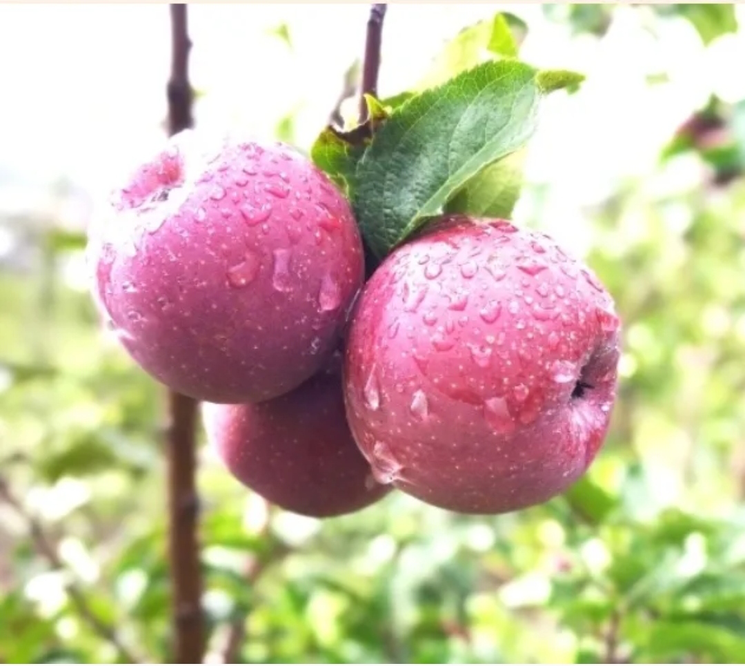 याे बर्ष पनि राेकिएन जुम्लाको काँचो स्याउकाे निकासी