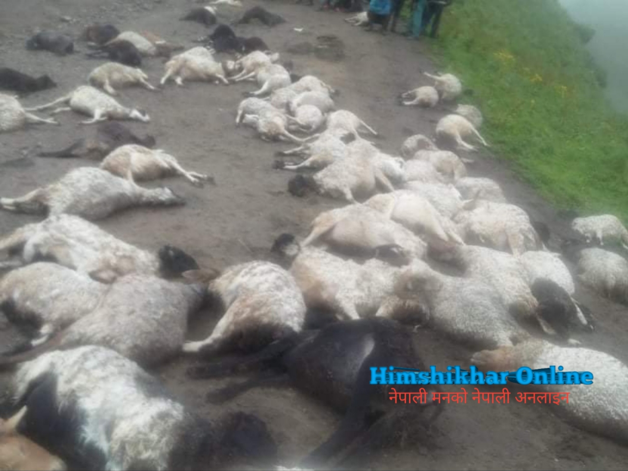 जुम्लाकाे बागजाले पाटनमा चट्याङले ८० भेडाकाे मृत्यु ३सय हराए