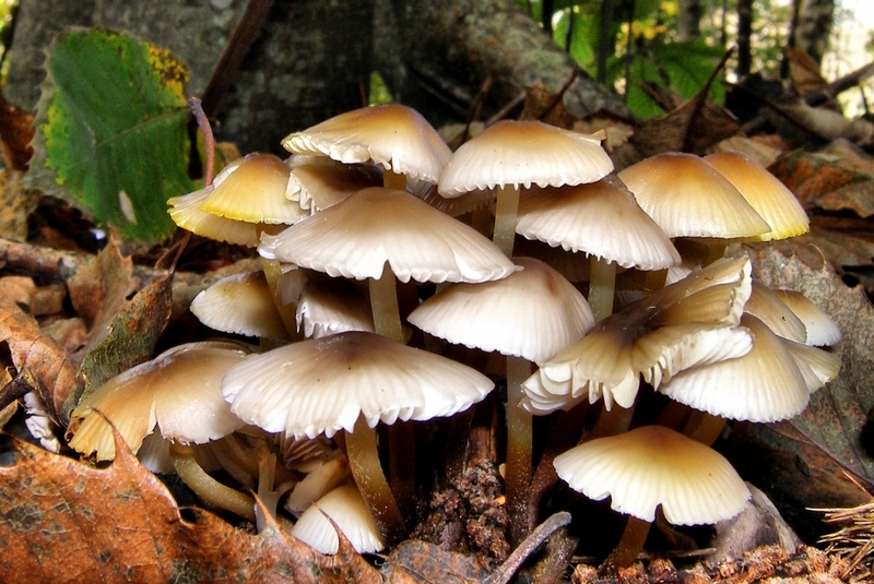 गुठिचौर गाउँपालिका–१ मणिसाँघुमा जंगली विषालु च्याउ खाँदा एकै परिवारका पाँच जना बिरामी